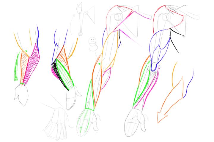 A Beginner's Guide to Essential Stylized Anatomy [Coloso, Gregor Kari]-05.jpg