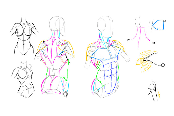 A Beginner's Guide to Essential Stylized Anatomy [Coloso, Gregor Kari]-06.jpg