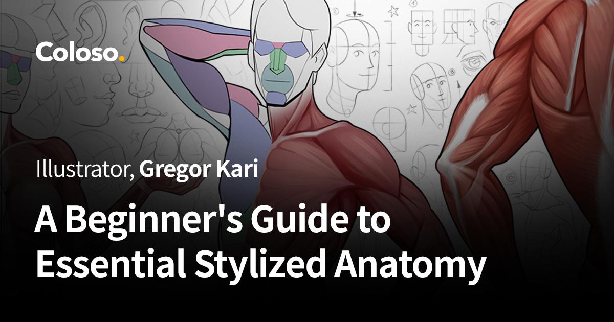 A Beginner's Guide to Essential Stylized Anatomy.jpg