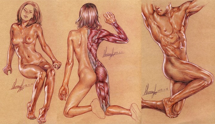 Anatomy Dictionary for Osam's Natural Representation of the Human Body.jpg