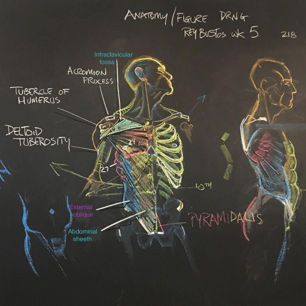 Artistic Anatomy [Vertex School, Rey Bustos]-01.jpg