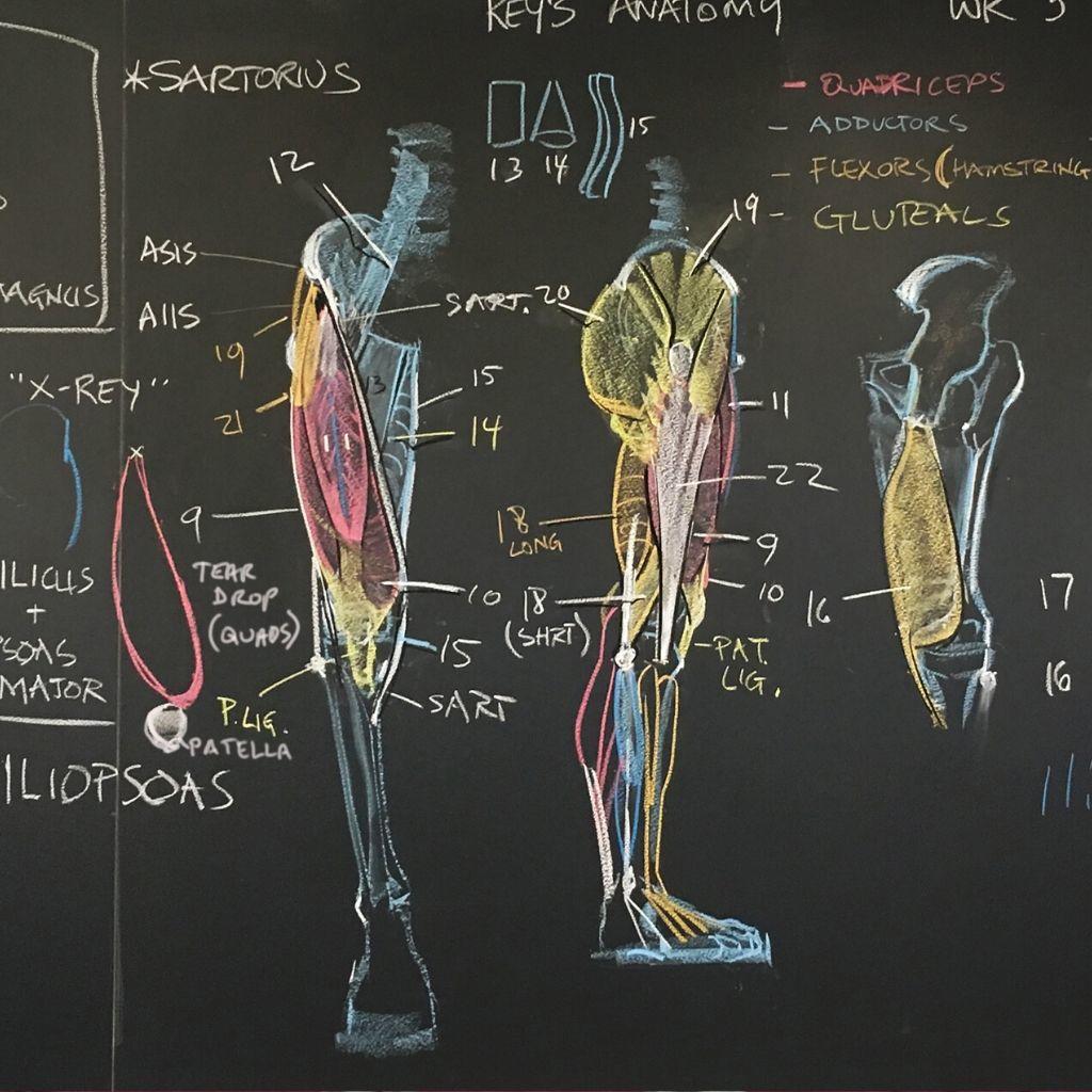 Distribution - Artistic Anatomy [Vertex School, Rey Bustos] | Group Buy ...