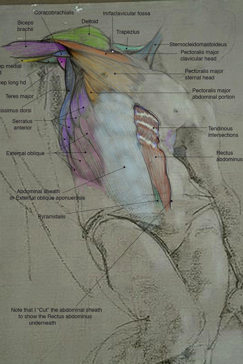 Artistic Anatomy [Vertex School, Rey Bustos]-03.jpg