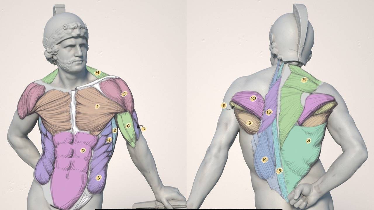 n4BVIxUT1Guf9UgFUbKg_AnatomyHandout-Torso-Muscles.jpg