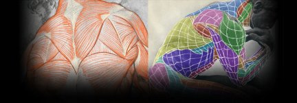 ColosoAnatomyBundle18.jpg