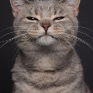 cameocat