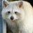 WhiteRaccoon27